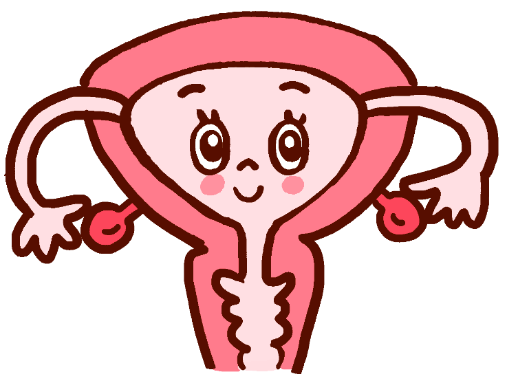 子宮や卵巣のイラスト