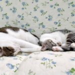 親と同じかっこをしている子猫