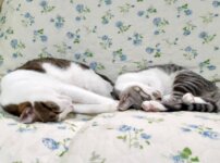 親と同じかっこをしている子猫