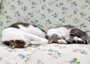 親と同じかっこをしている子猫