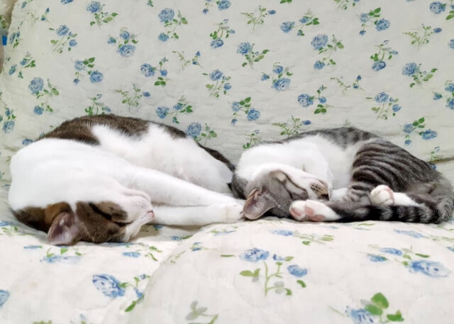 親と同じかっこをしている子猫