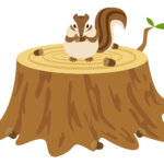 どんぐりとリス